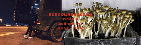 шишки Куйбышев